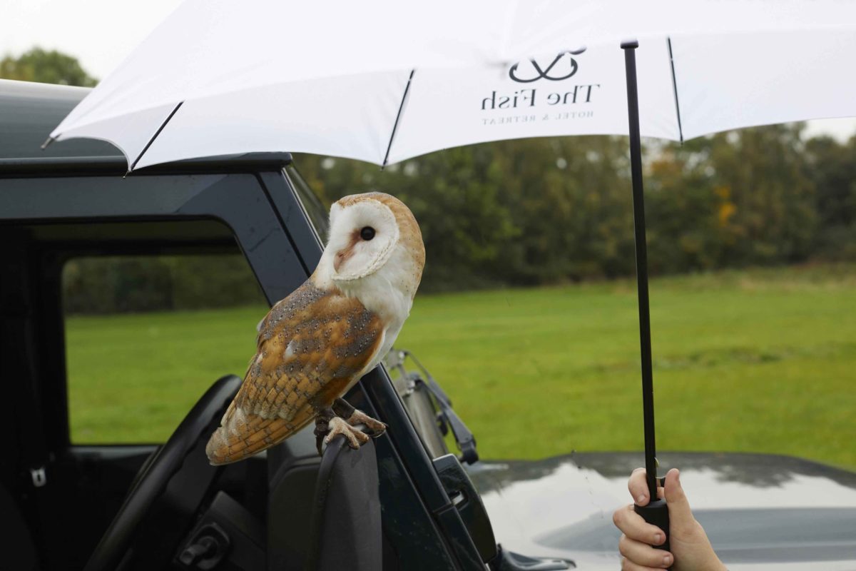 Falconry at Farncombe 2 Hillside Hangout Exterior - The Hoot