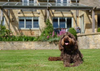 Pets at Elsker