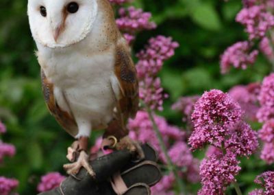 Falconry at Farncombe Estate
